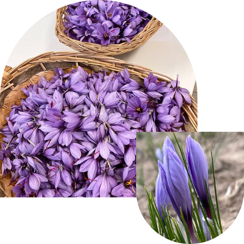 safran bio alsace histoire