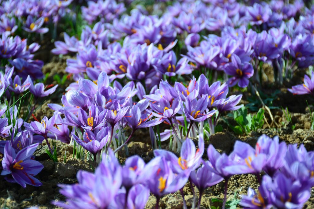 safran bio alsace fleurs de safran